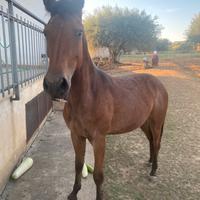 Cavallo puledra paint x appaloosa