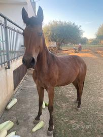 Cavallo puledra paint x appaloosa