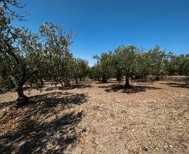 Terreno agricolo via tagliata