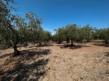 Terreno agricolo via tagliata