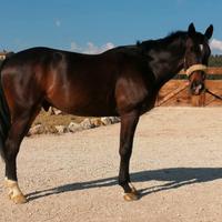 Cavallo