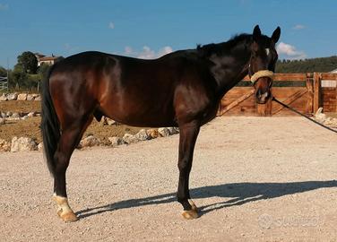 Cavallo