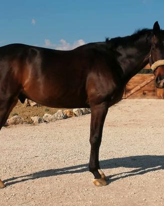 Cavallo