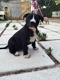 American pitbull terrier ukc