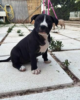 American pitbull terrier ukc