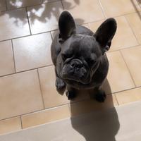 Cane da monta bulldog francese