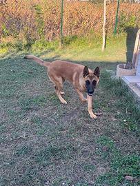Pastore Belga malinois