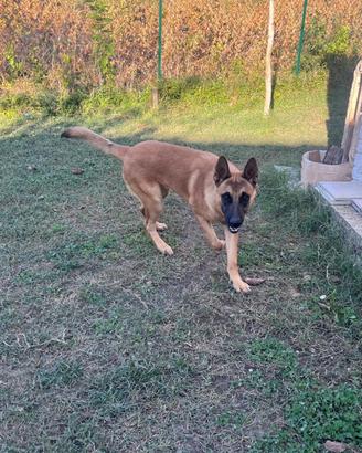 Pastore Belga malinois