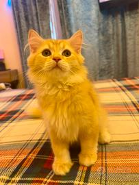 Scottish Straight /Scottish Fold