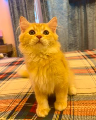 Scottish Straight /Scottish Fold