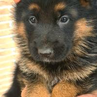 Allevamento ENCI - pastore tedesco cuccioli