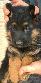 Allevamento ENCI - pastore tedesco cuccioli