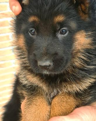Allevamento ENCI - pastore tedesco cuccioli
