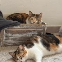 Due gatte europee in adozione