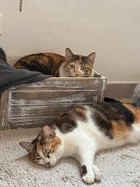 Due gatte europee in adozione