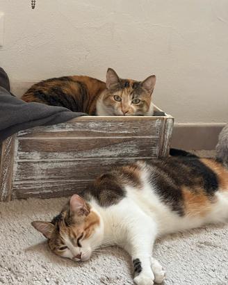 Due gatte europee in adozione