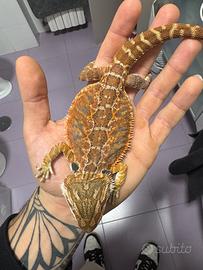 Drago barbuto