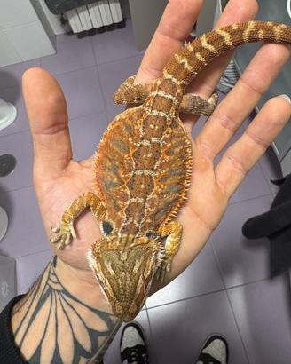 Drago barbuto