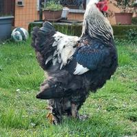 Gallo Brahama