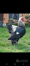 Gallo Brahama