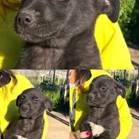 Cuccioli dolci adotta vaccinati taglia media