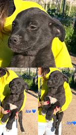 Cuccioli dolci adotta vaccinati taglia media