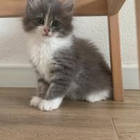 Cuccioli di gatto siberiano