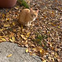 Gattino di 4 mesi circa