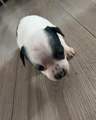 Cuccioli di Chihuahua