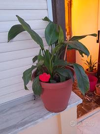 Spathiphyllum