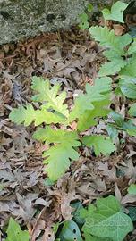 Piantine di quercia (Quercus cerris)