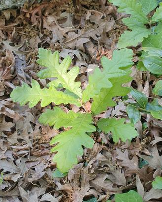 Piantine di quercia (Quercus cerris)