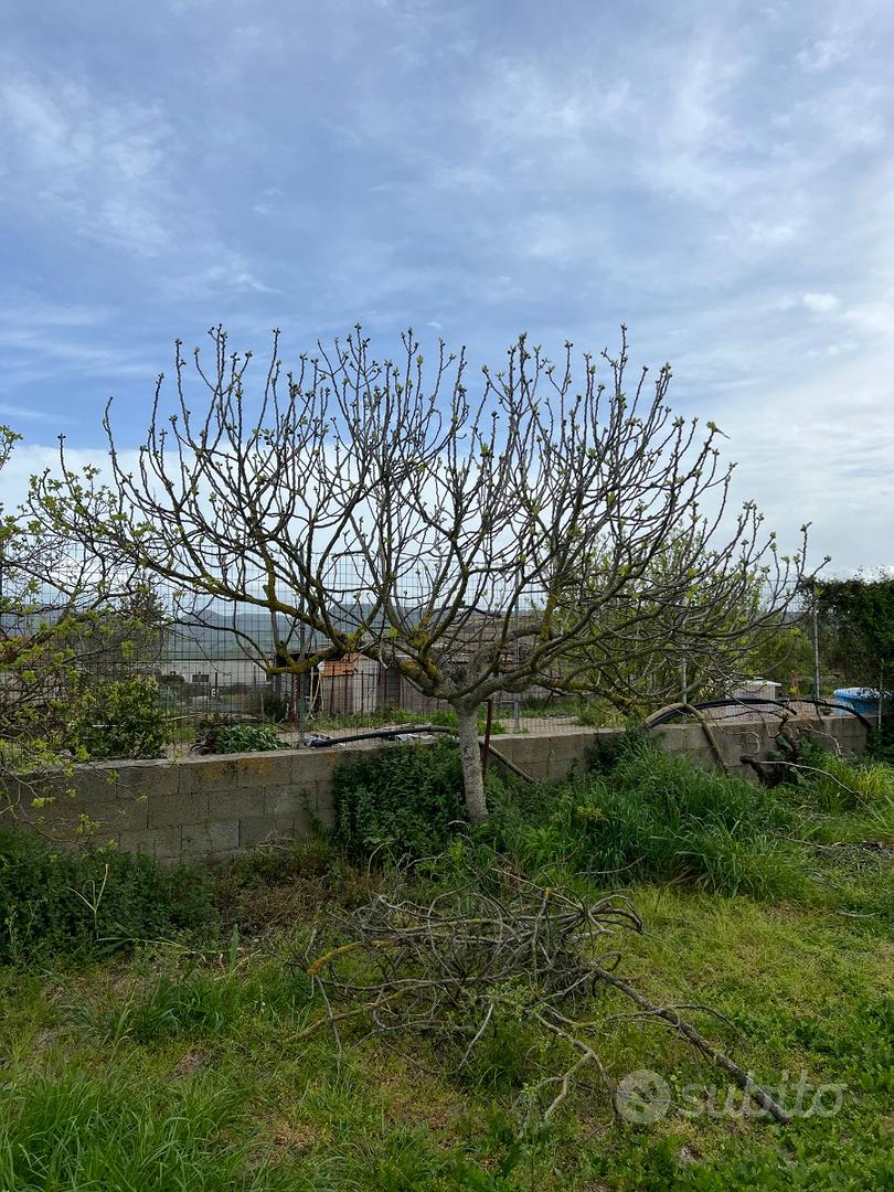 Terreno con rustico loc. Caghettu - Altro
