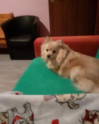 Animali