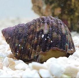 Acquario Marino - lumache Turbo - Euplica - alghe