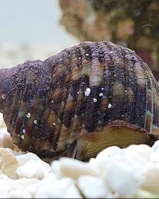 Acquario Marino - lumache Turbo - Euplica - alghe
