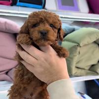 Cuccioli di barboncino rosso cervo