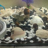 Lumache per acquario d'acqua dolce