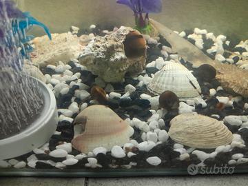 Lumache per acquario d'acqua dolce