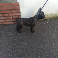 Bulldog francese Maschio
