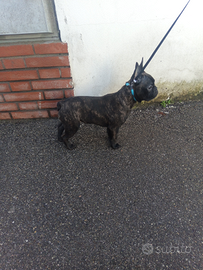 Bulldog francese Maschio