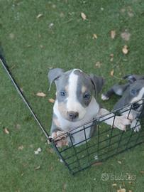 Pitbull tricolor