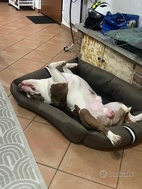 American bully disponibile per monta
