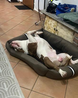 American bully disponibile per monta