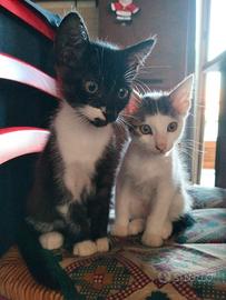 Cuccioli di gatto