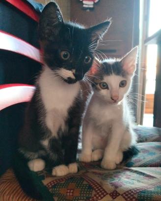 Cuccioli di gatto