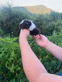 Cavia Alpaca