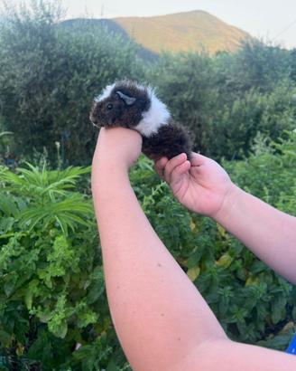 Cavia Alpaca