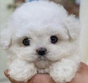 Barboncino maschietto taglia piccolissima