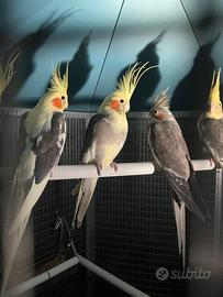 Calopsite femmina pezzata maggiorata